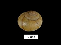 藏品(球蝸牛)的圖片